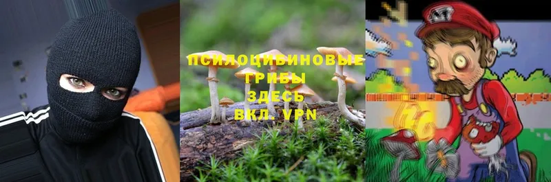 Псилоцибиновые грибы Psilocybine cubensis  Рославль 